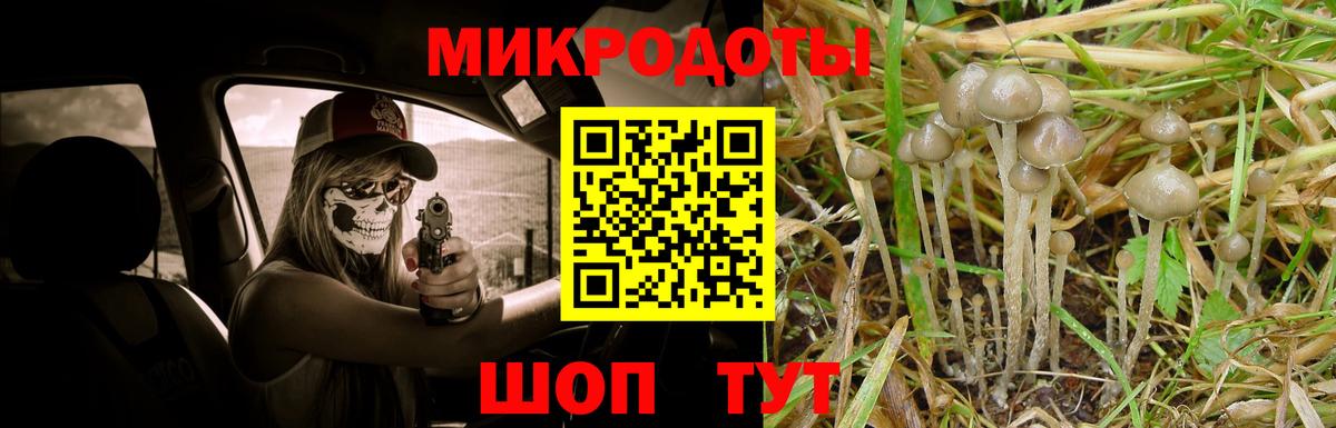 Псилоцибиновые грибы Psilocybine cubensis Кандалакша